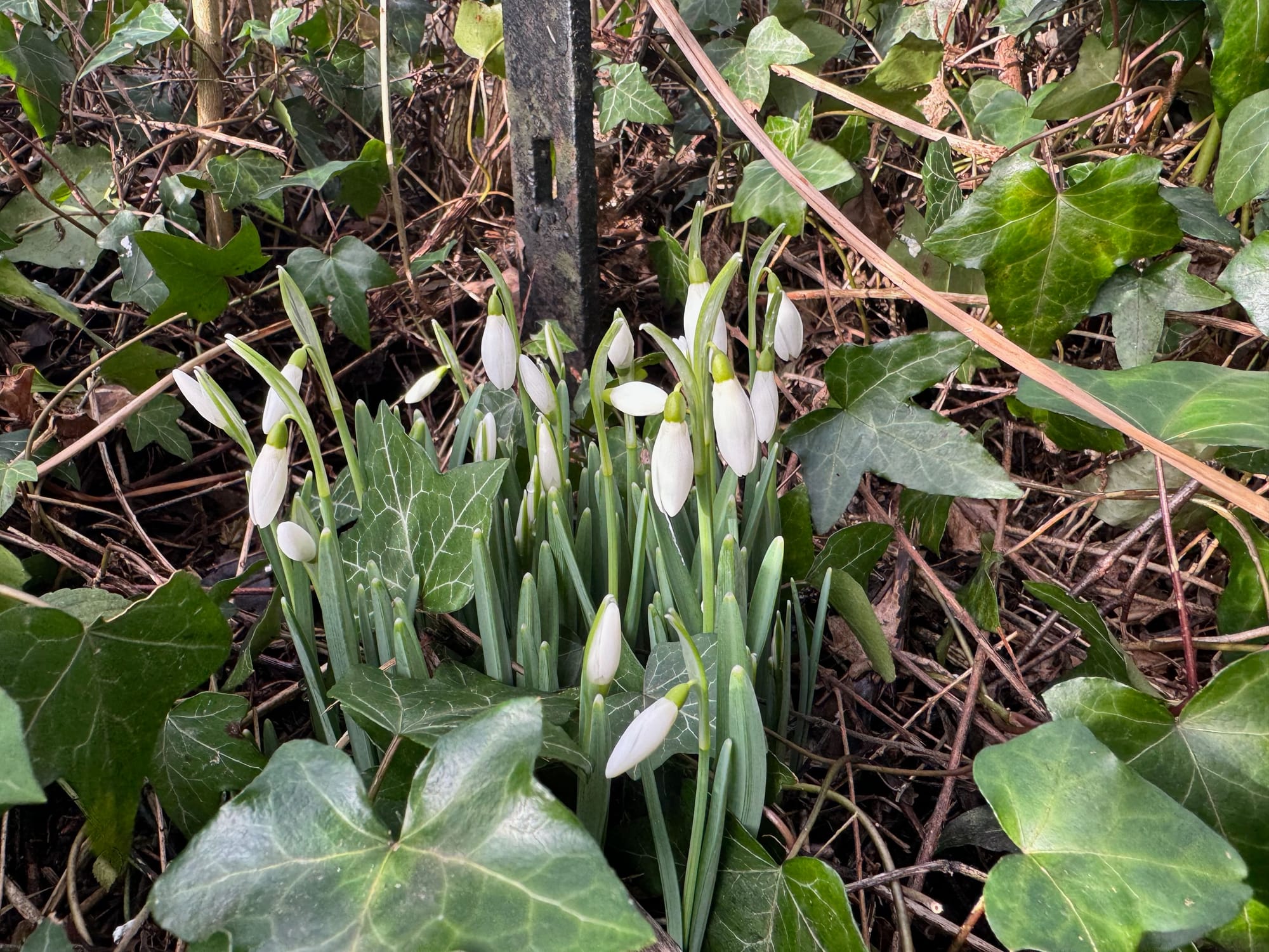 Clump of snowdrops emerging with their silvery leaves and in the early stages of blooming.  