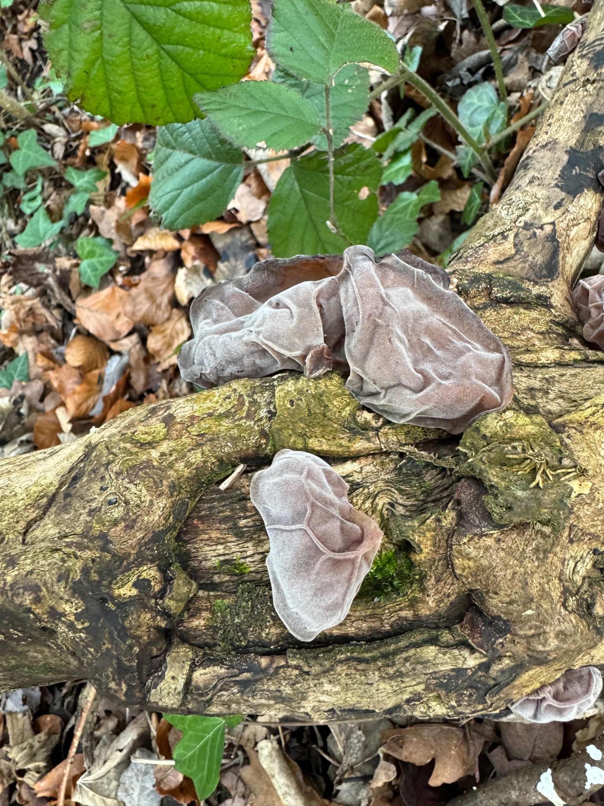 Brownish grey mushroom growing on a dead log. The mushrooms are shaped like ears.