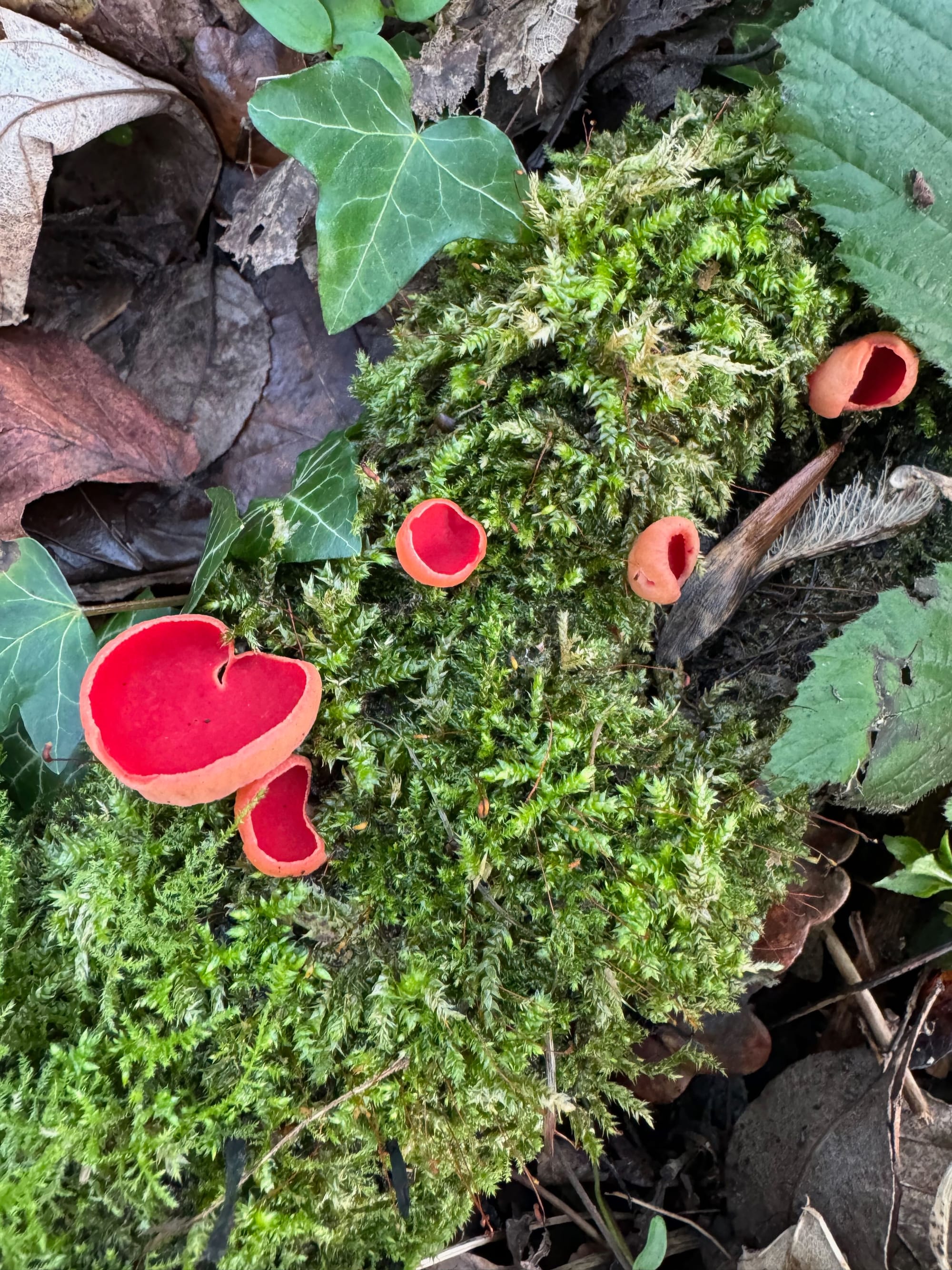 Small, red, cup shaped mushrooms with a bright rep top and lighter red underside. Growing out of a moss covered log.
