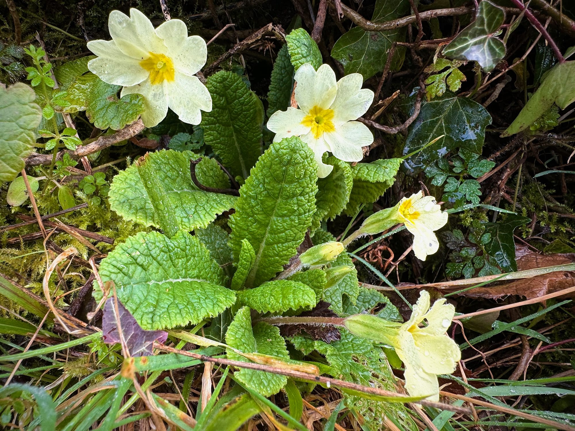 Pale yellow primrose flowers blooming out of a rosette of green, slightly furry leaves. 