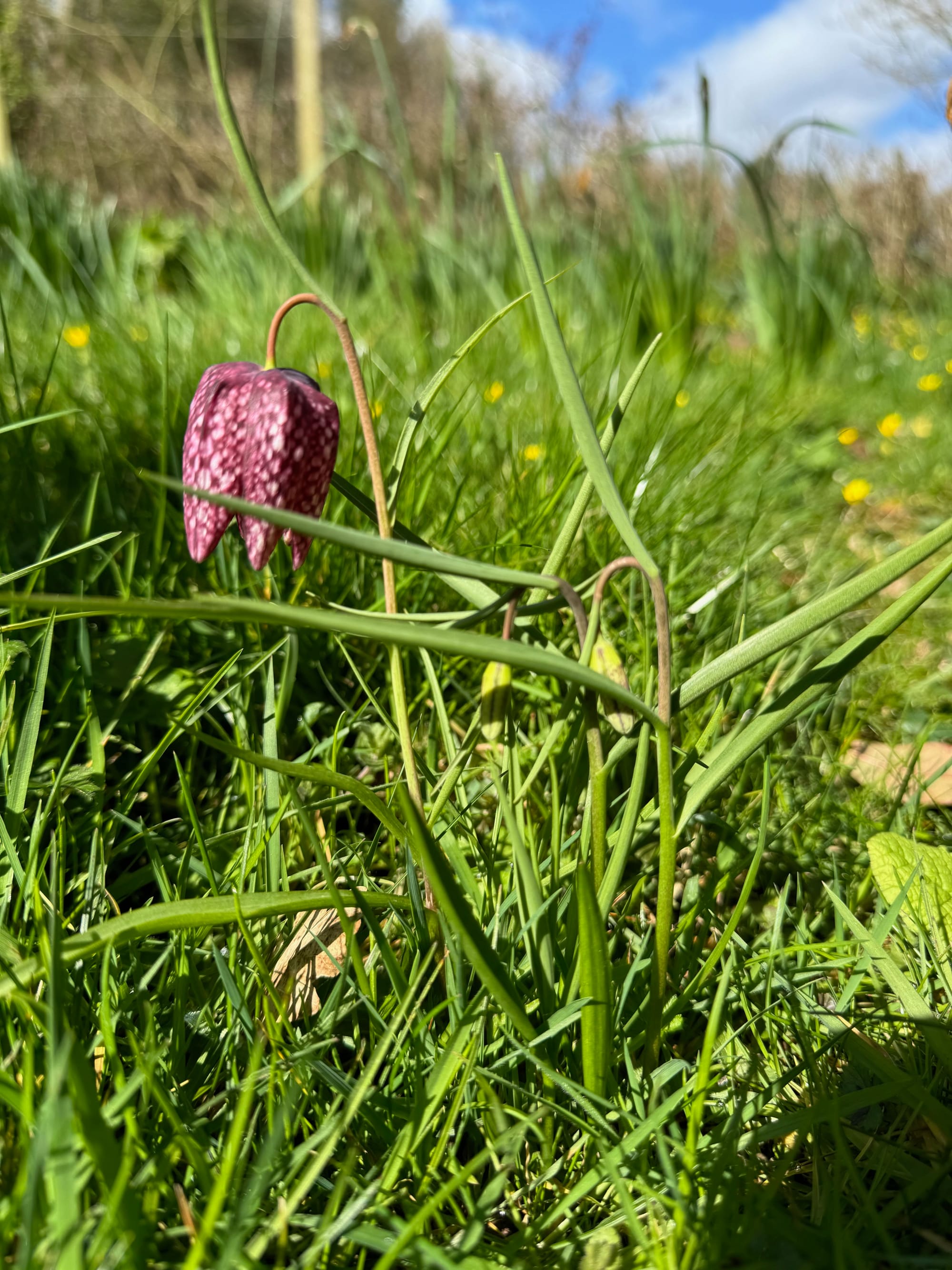 A lawn with long bright green grass with a single arched stem of snakeshead fritillaria. The blooming flower is dark pink to maroon with a checkerboard pattern. Two smaller, as yet unopened, buds are suspended on long stems to the right. 